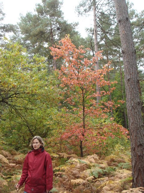 Sorbus torminalis automne